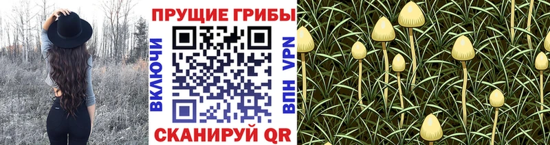 магазин продажи наркотиков  Цимлянск  Псилоцибиновые грибы Magic Shrooms 